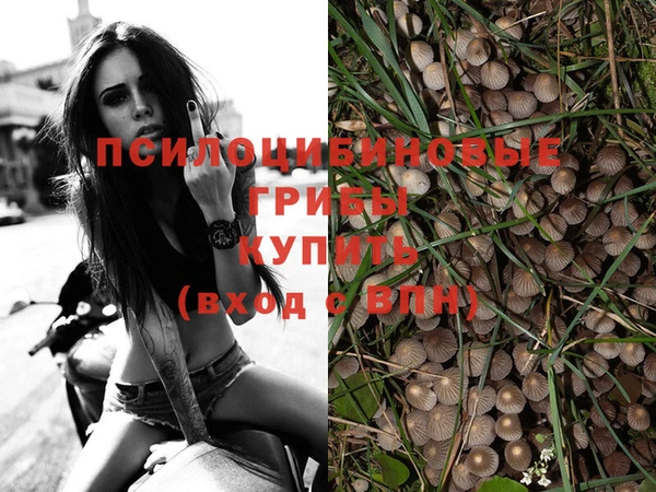гашик Аркадак